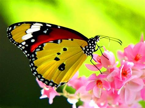 beautiful butterfly wallpaper